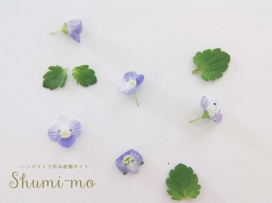 オオイヌノフグリ押し花レジンピアス作り方_１